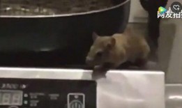 最新老鼠爆料视频播放网站,老鼠爆料带你探秘最新动态